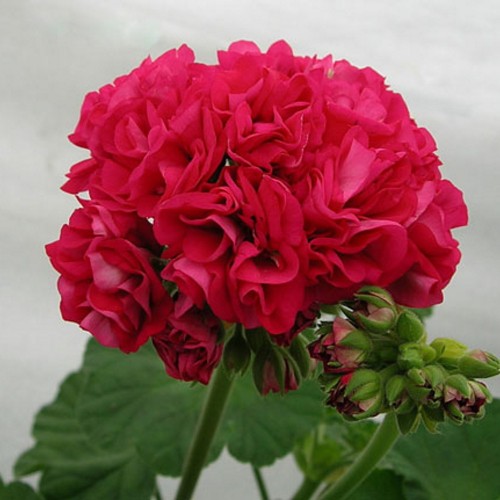 Pelargonium 'Gladys Evelyn' - Pelargoon 'Gladys Evelyn' P9/0,55L